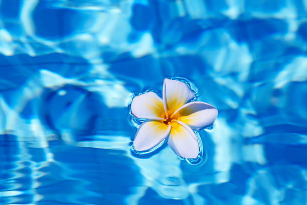 istock Tropical frangipani flower in water 485492558