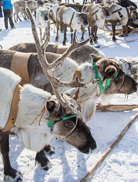 istock standing horned yamal domesticated reindeers 485492561