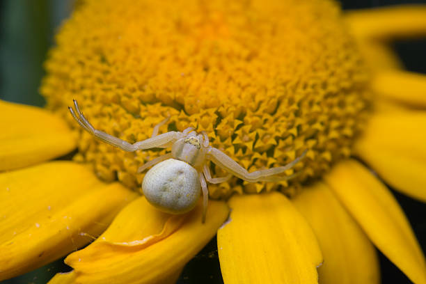 istock White Crab Spider on a yellow flower. 485492612