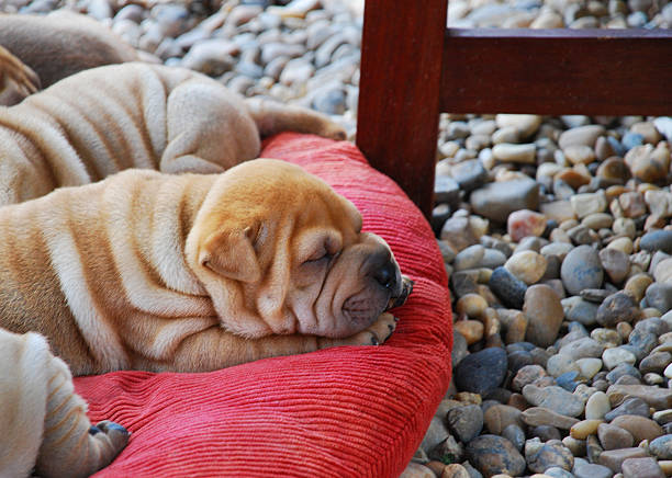 siesta no verão - shar pei dog beauty animal tongue - fotografias e filmes do acervo