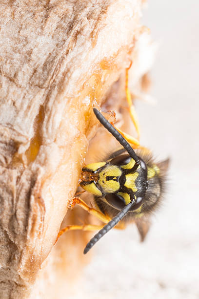 vespa comum sobre a apodrecer banana. - rotting fruit wasp food - fotografias e filmes do acervo