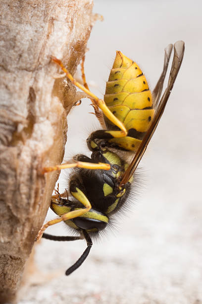 vespa comum apodrecer comendo a banana. - rotting fruit wasp food - fotografias e filmes do acervo
