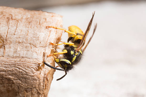 vespa comum comendo um pedaço de apodrecer banana. - rotting fruit wasp food - fotografias e filmes do acervo