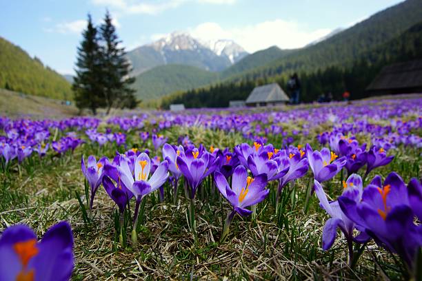 istock Crocuses in Chocholowska valley, Tatra Mountains, Poland 485493831