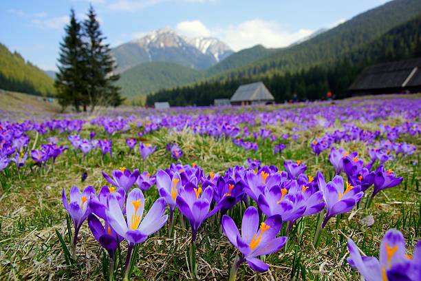 istock Crocuses in Chocholowska valley, Tatra Mountains, Poland 485493837