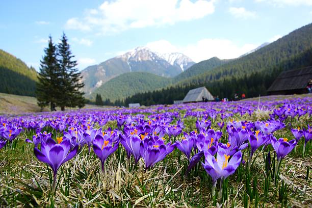 istock Crocuses in Chocholowska valley, Tatra Mountains, Poland 485493841
