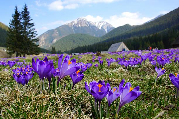 istock Crocuses in Chocholowska valley, Tatra Mountains, Poland 485494027