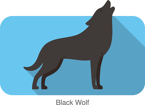 Black wolf standing and roaring