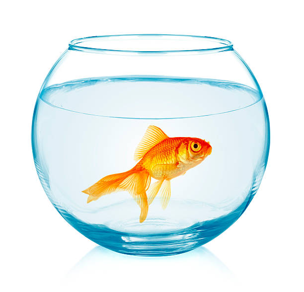 istock Goldfish in aquarium. 485494210