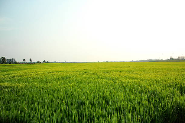 meadow paisaje - clear sky nobody blade of grass summer fotografías e imágenes de stock