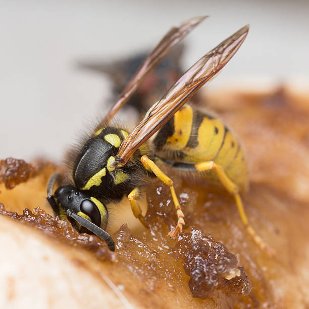 vespa comum comendo um pedaço de apodrecer banana. - rotting fruit wasp food - fotografias e filmes do acervo