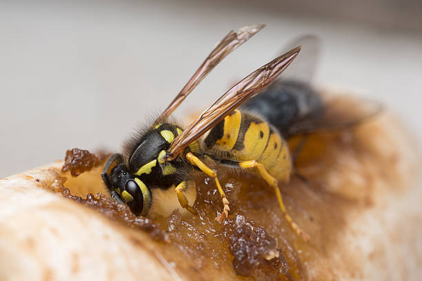 vespa comum apodrecer comendo a banana. - rotting fruit wasp food - fotografias e filmes do acervo