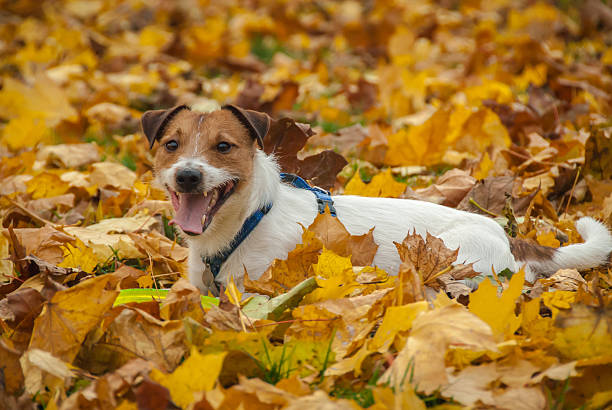 istock Dog lying on foliage at autumn park 485498046
