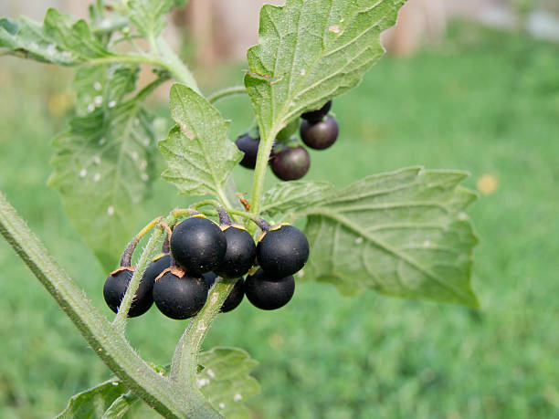 Black nightshade (Solanum nigrum) The black nightshade (Solanum nigrum) poisonous weed. solanum nigrum stock pictures, royalty-free photos & images