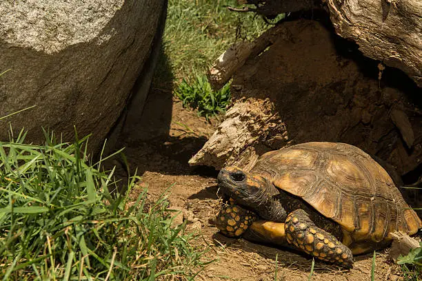 Photo of Red-footed Tortoise