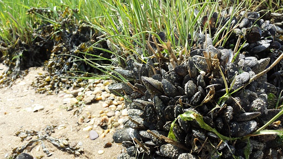 A bunch of live mussels covered in seaweed resting on a Long Island beach waiting for the tide to come in.