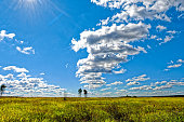 meadow-im-august.jpg?b=1&s=170x170&k=20&c=2SBaMEw7jYzarcYPUFVbbD6E-5FPOAnb0oXFt22f63w=