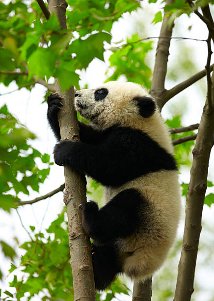 istock Giant panda baby over the tree 485503449
