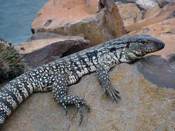 lizard, rocks. - hotizontal stock-fotos und bilder