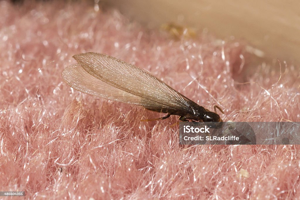 Flying termite inside on home's carpet. A close-up of a winged termite inside on a carpet. Termite Stock Photo