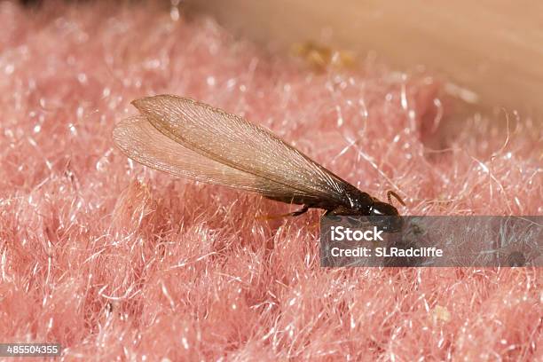Flying Termite Inside On Homes Carpet Stock Photo - Download Image Now - Termite, Residential Building, Swarm of Insects