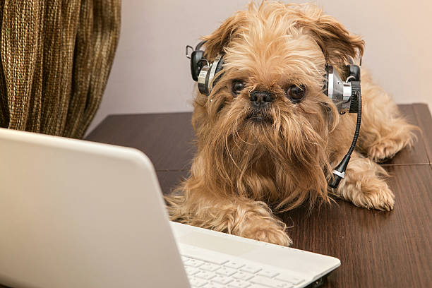 Dog in the headphones with microphone Dog breed Griffon Bruxellois sits near the laptop headphones brussels griffon dog lying down stock pictures, royalty-free photos & images