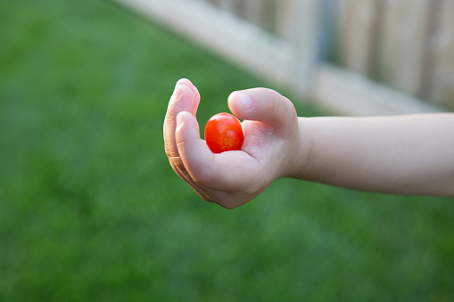 Little boy holds a grape tomato in his hand outside in a backyard