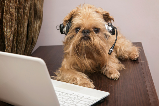 Dog breed Griffon Bruxellois sits near the laptop headphones