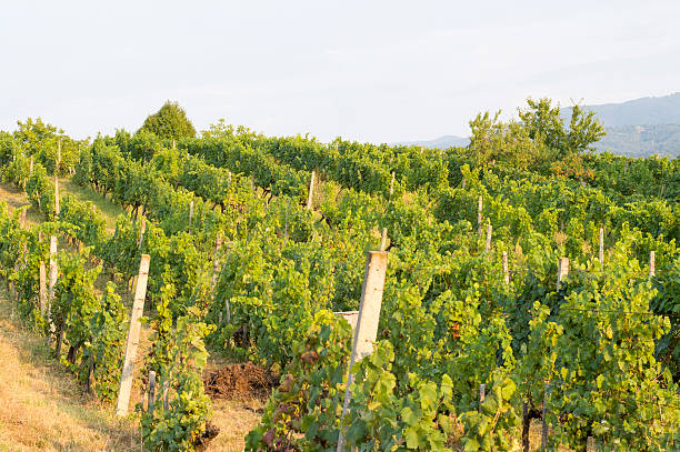 istock Wineyard in Serbia 485505524
