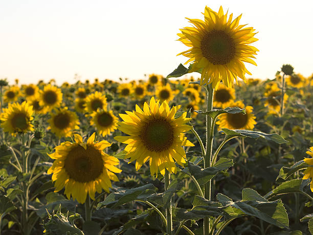 istock Two sharp sunflowers on the background of the set. 485505644