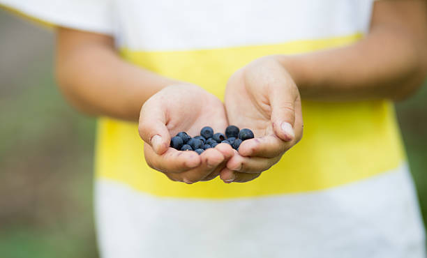 istock Freshly picked organic blueberries in boy’s hands 485505812