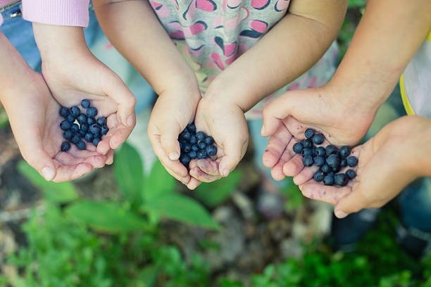 Freshly picked wild blueberries in children’s hands