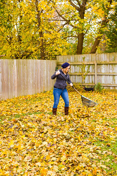 570+ Woman Sweeping Leaves Stock Photos, Pictures & Royalty-Free Images ...