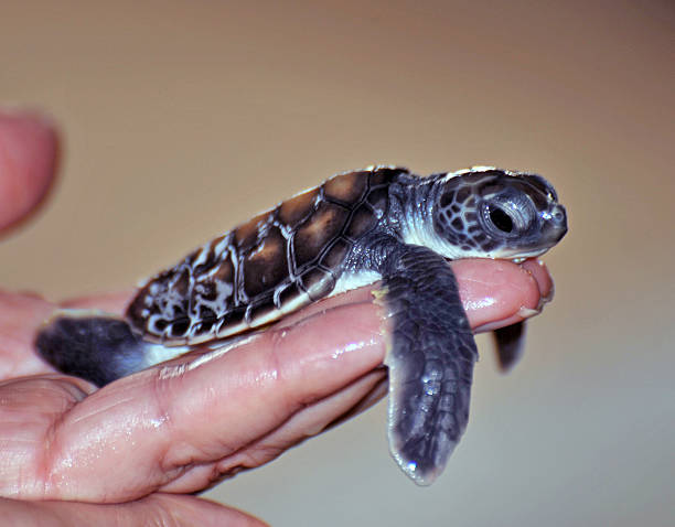istock Day old, Oliver Ridley turtle, Sri Lanka 485506455