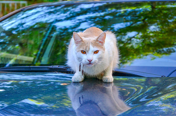 istock White and cream colored cat sitting on the blue car 485506706