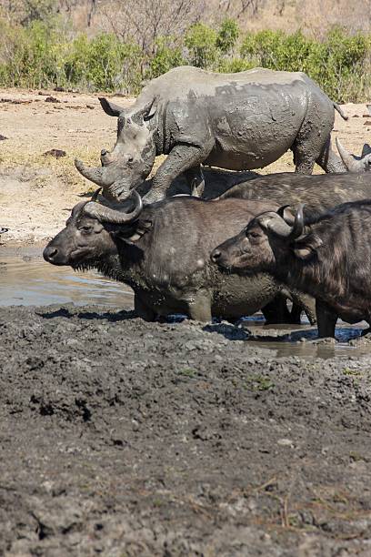 istock Rhinoceros and Buffalo 485506716