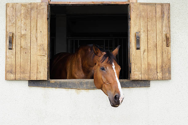 istock Horse portrait 3 485506727