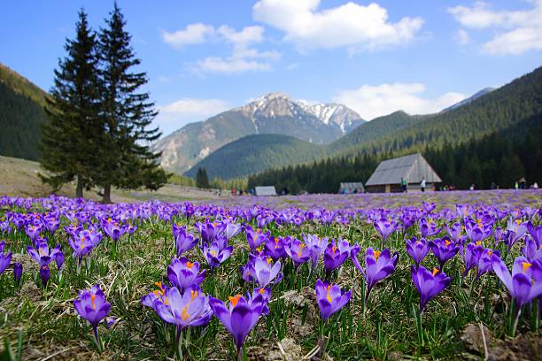 istock Crocuses in Chocholowska valley, Tatra Mountains, Poland 485506759