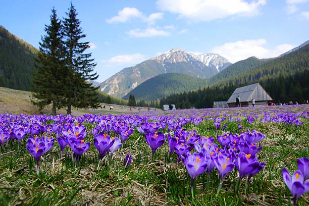 istock Crocuses in Chocholowska valley, Tatra Mountains, Poland 485506773