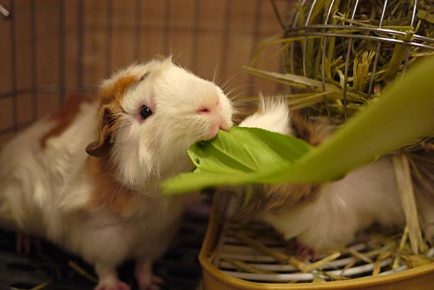 istock My guinea pig Tony 485507192