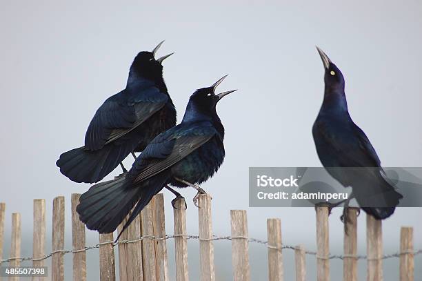 The Morning Gossip Stock Photo - Download Image Now - Discussion, Water Cooler, Blackbird