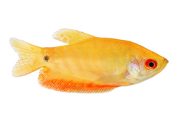 Aquarium Fish Golden gourami Trichogaster trichopterus Aquarium Fish Golden gourami Trichogaster trichopterus  trichogaster trichopterus stock pictures, royalty-free photos & images
