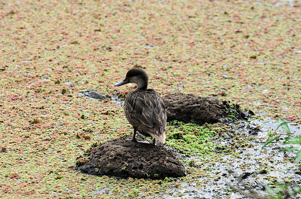White-cheeked Pintail (Anas bahamensis) A White-cheeked Pintail duck standing on a rock in a pond covered with blanket of red pond weed in the highlands of Isla Santa Cruz in Ecuador's Galapagos white cheeked pintail anas bahamensis santa cruz galapagos islands stock pictures, royalty-free photos & images