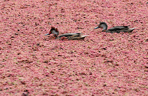 White-cheeked Pintail (Anas bahamensis) Two White-cheeked Pintail ducks float on blanket of red pond weed in the highlands of Isla Santa Cruz in Ecuador's Galapagos white cheeked pintail anas bahamensis santa cruz galapagos islands stock pictures, royalty-free photos & images