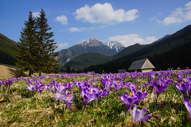 Crocuses in Chocholowska valley, Tatra Mountains, Poland stock photo