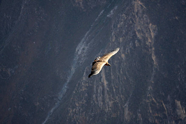 istock Flying condor over Colca canyon in Peru, South America. 485508175