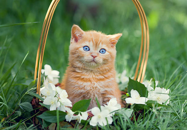 Little cute kitten sitting in a basket, decorated with jasmine flowers, on the grass