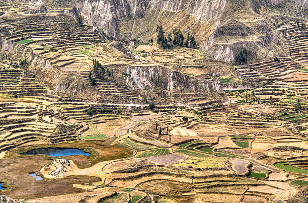 Terraces at the Colca Canyon near Arequipa, Peru