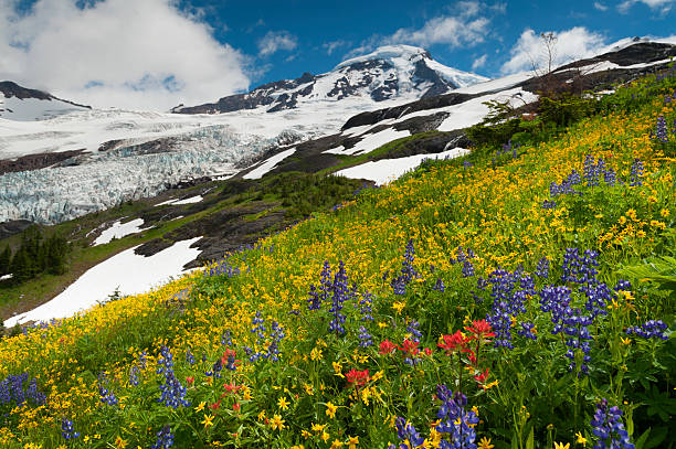 monte baker wildflowers - north cascades national park mountain flower wildflower imagens e fotografias de stock