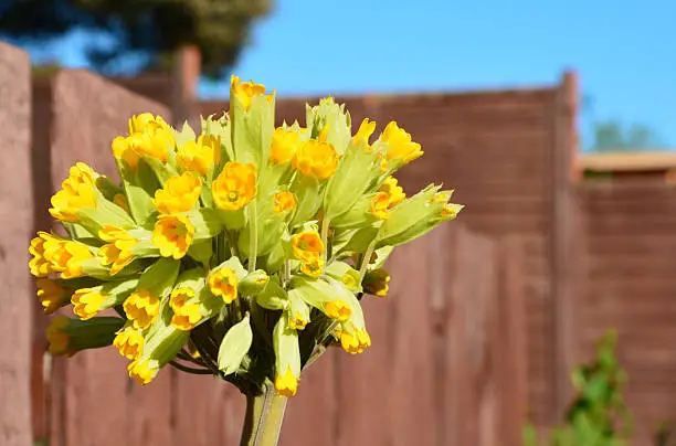 A yellow flower making the most of a fenced-in urban space.